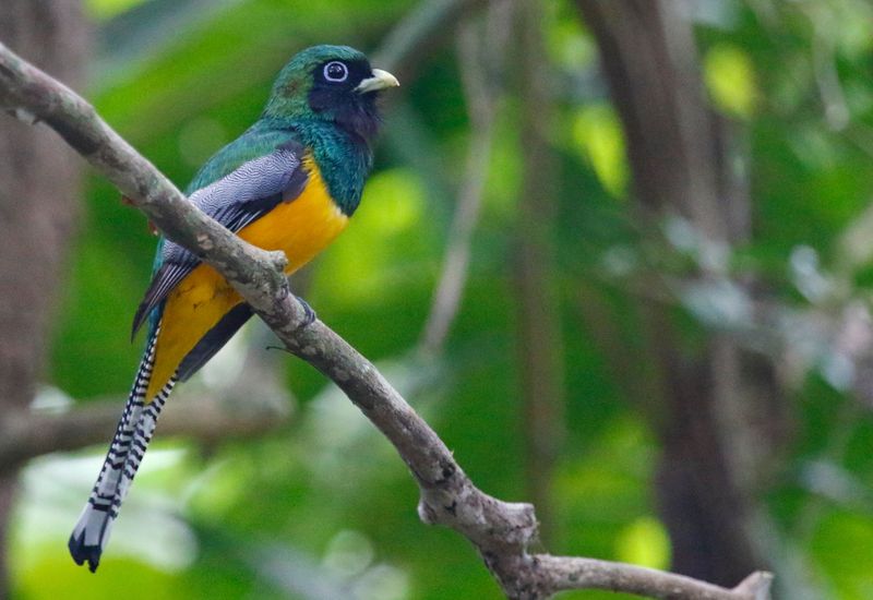 Northern Black-throated Trogon (Trogon tenellus) Pipeline Road, Parque Nacional Soberanía, Panama