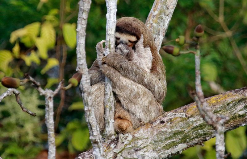 Brown-throated Three-toed Sloth (Bradypus variegatus) Canopy Tower, Parque Nacional Soberanía, Panama