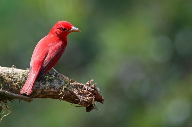 Summer Tanager (Piranga rubra) Laguna Lagarto Lodge, San Carlos, Costa Rica