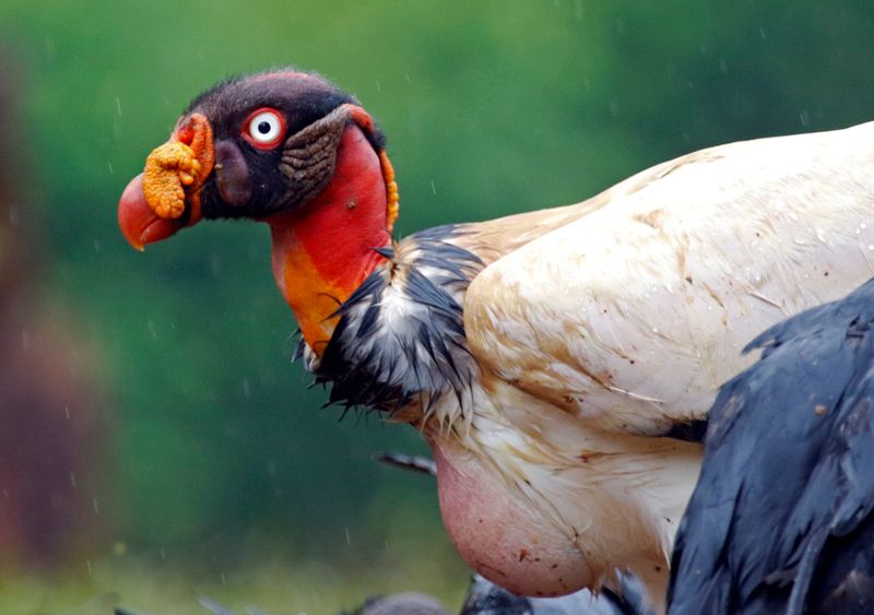 King Vulture (Sarcoramphus papa) Laguna Lagarto Lodge, San Carlos, Costa Rica