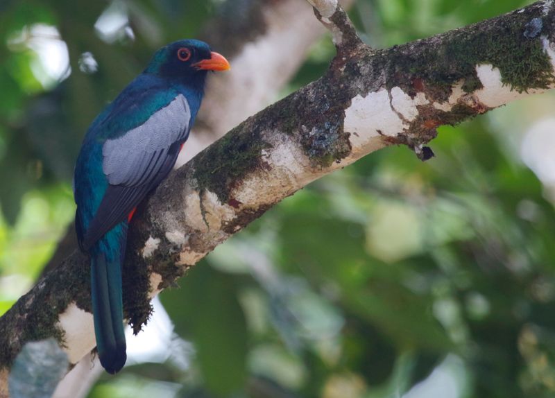 Slaty-tailed Trogon (Trogon massena hoffmanni) Laguna Lagarto Lodge, San Carlos, Costa Rica