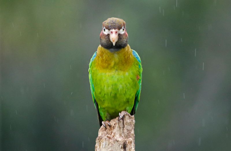 Brown-hooded Parrot (Pyrilia haematotis haematotis) Laguna Lagarto Lodge, San Carlos, Costa Rica