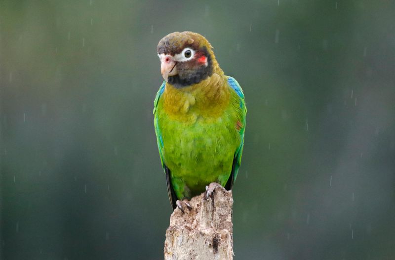 Brown-hooded Parrot (Pyrilia haematotis haematotis) Laguna Lagarto Lodge, San Carlos, Costa Rica