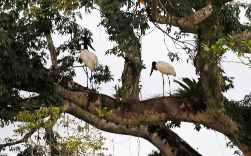 Jabiru (Jabiru mycteria) Refugio mixto Caño Negro, Los Chiles, Costa Rica