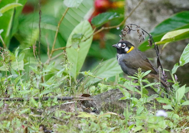 White-eared Ground Sparrow (Melozone leucotis leucotis) Hotel Quelitales, Costa Rica