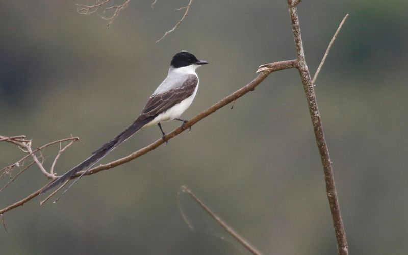 Fork-tailed Flycatcher (Tyrannus savana monachus) Medio Queso wetland, Los Chiles, Costa Rica
