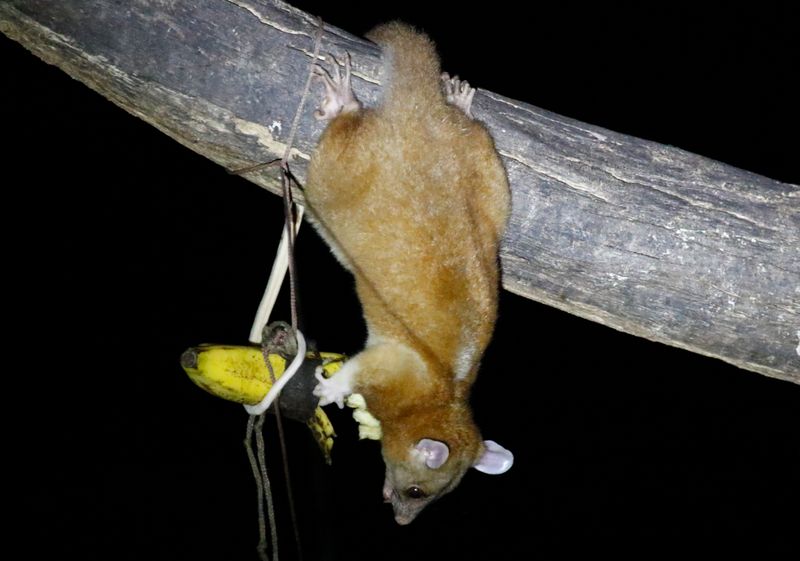 Derby's Woolly Opossum, Central American Woolly Opossum (Caluromys derbianus) Canopy Tower, P.N. Soberanía, Panama