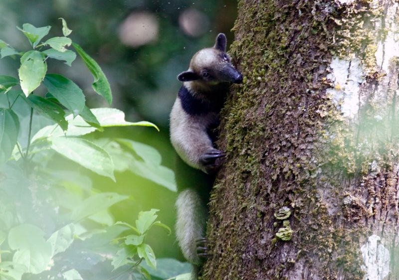 Northern Tamandua (Tamandua mexicana) Canopy Tower, Parque Nacional Soberanía, Panama