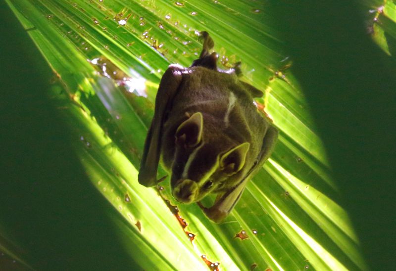 Tent-making Bat (Uroderma bilobatum) Parque Nacional Soberanía, Panama