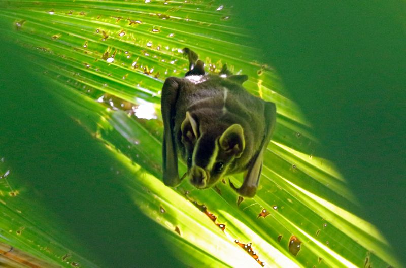 Tent-making Bat (Uroderma bilobatum) Parque Nacional Soberanía, Panama
