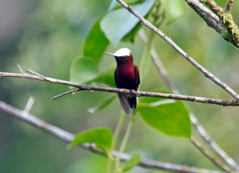 Snowcap (Microchera albocoronata parvirostris) Tapir Valley Private Reserve, Bijagua, Costa Rica