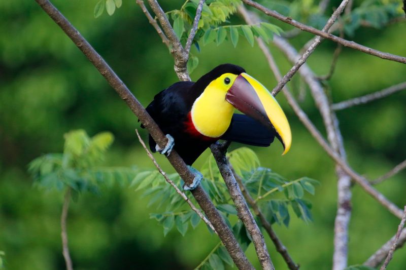 Yellow-throated Toucan (Ramphastos ambiguus swainsonii) Celeste Mountian Lodge, Volcan Tenorio N.P. Costa Rica