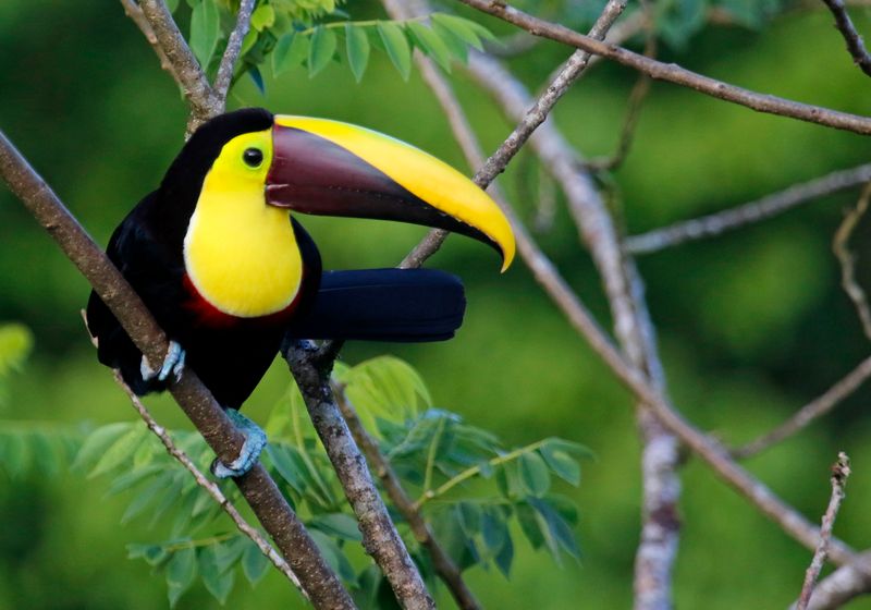 Yellow-throated Toucan (Ramphastos ambiguus swainsonii) Celeste Mountian Lodge, Volcan Tenorio N.P. Costa Rica