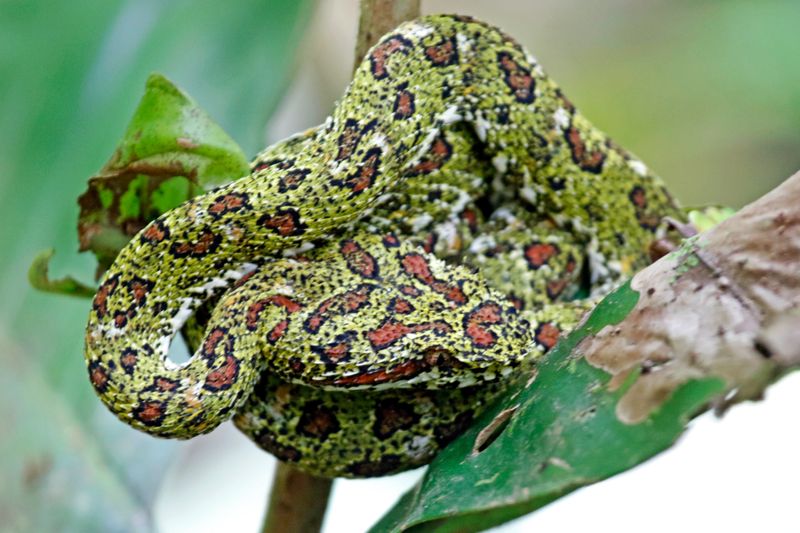 Eyelash Viper (Bothriechis schlegelii) Tapir Valley Private Reserve, Bijagua, Costa Rica