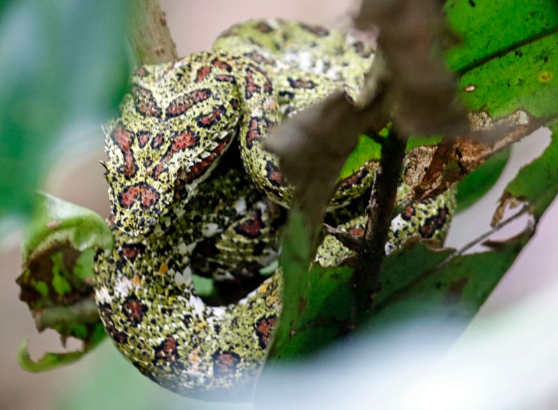 Eyelash Viper (Bothriechis schlegelii) Tapir Valley Private Reserve, Bijagua, Costa Rica