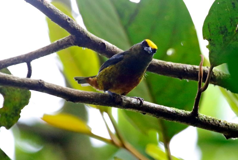 Olive-backed Euphonia (Euphonia gouldi praetermissa) Tapir Valley Private Reserve, Bijagua, Costa Rica