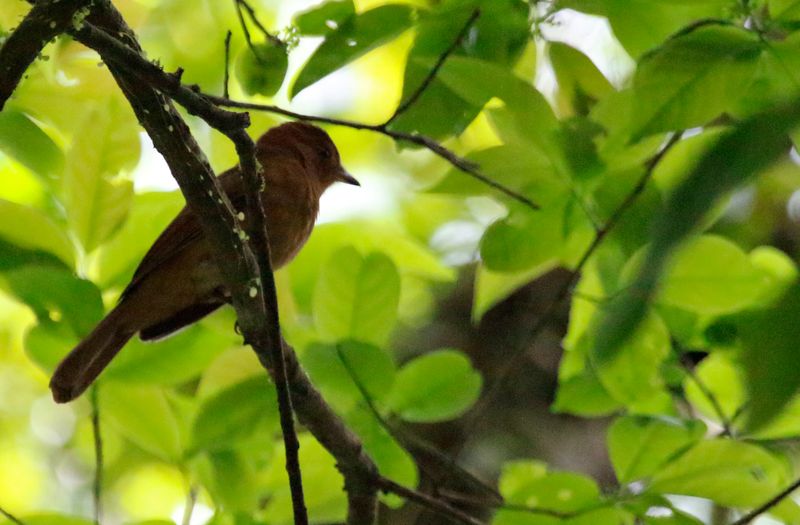 Rufous Piha (Lipaugus unirufus)