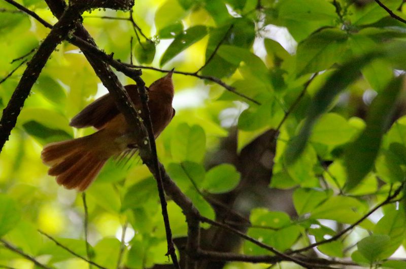 Rufous Piha (Lipaugus unirufus) Tapir Valley Private Reserve, Bijagua, Costa Rica