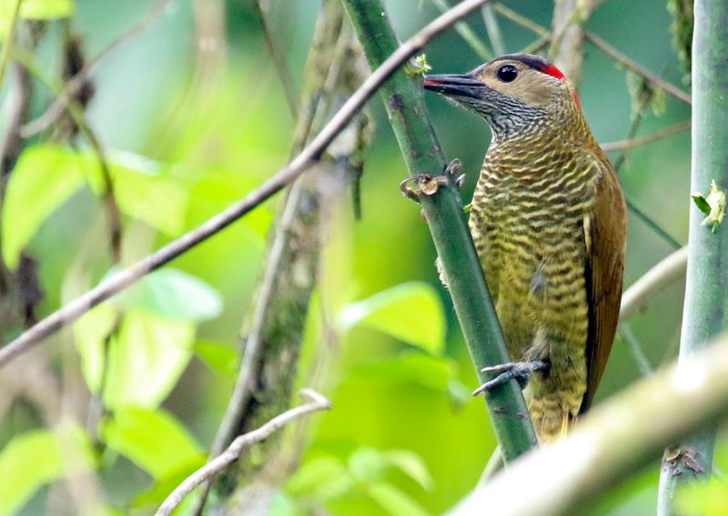 Golden-olive Woodpecker (Colaptes rubiginosus yucatanensis) Tapir Valley Private Reserve, Bijagua, Costa Rica