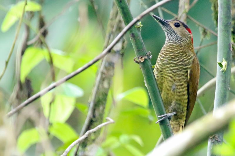 Golden-olive Woodpecker (Colaptes rubiginosus yucatanensis) Tapir Valley Private Reserve, Bijagua, Costa Rica