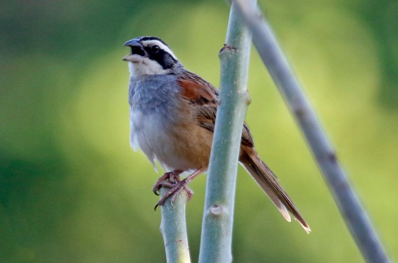 Stripe-headed Sparrow (Peucaea ruficauda)