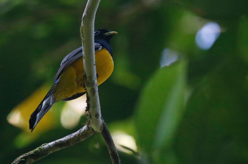 Gartered Trogon (Trogon caligatus sallaei) Danta Corcovado Lodge, Osa Peninsula, Costa Rica