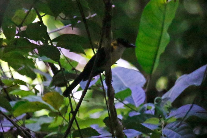 White-throated Shrike-Tanager (Lanio leucothorax) Danta Corcovado Lodge, Osa Peninsula, Costa Rica