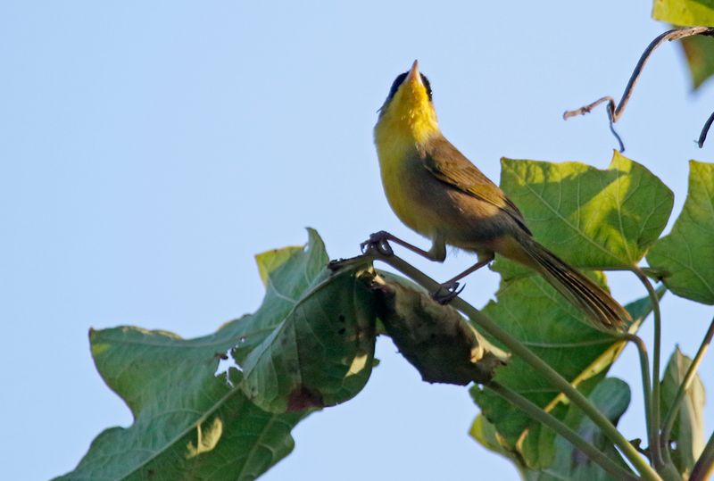 Grey-crowned Yellowthroat (Geothlypis poliocephala) La Ceiba de Orotina, Alajuela, Costa Rica