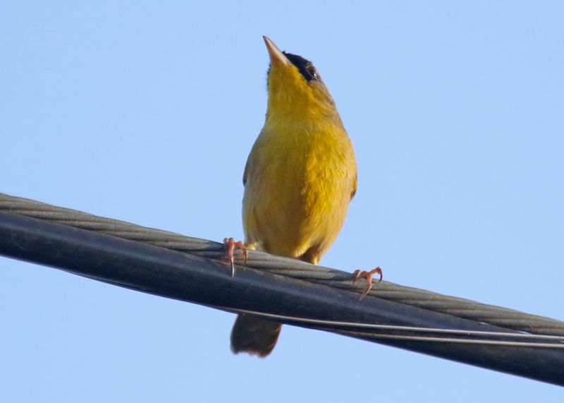 Grey-crowned Yellowthroat (Geothlypis poliocephala) La Ceiba de Orotina, Alajuela, Costa Rica