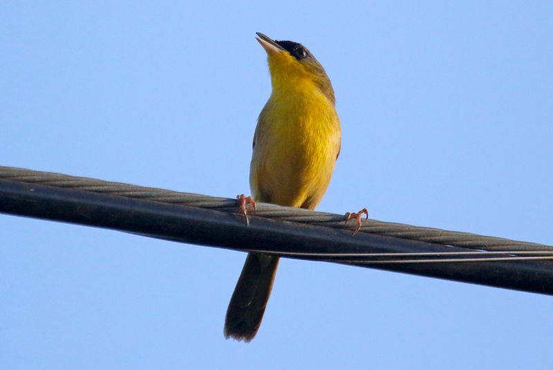 Grey-crowned Yellowthroat (Geothlypis poliocephala) La Ceiba de Orotina, Alajuela, Costa Rica