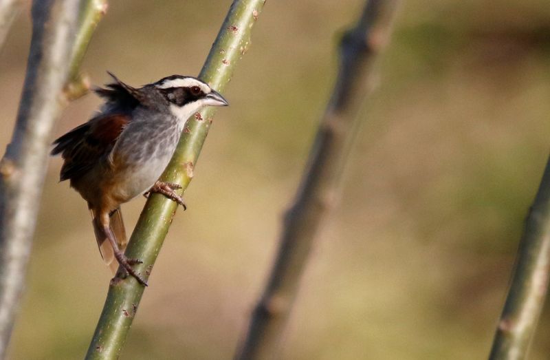 Stripe-headed Sparrow (Peucaea ruficauda ruficauda) La Ceiba de Orotina, Alajuela, Costa Rica