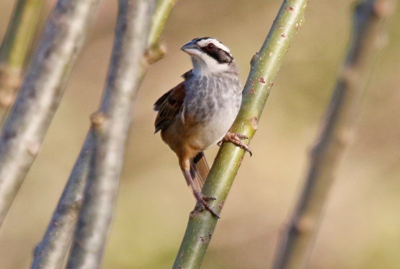 Stripe-headed Sparrow (Peucaea ruficauda ruficauda) La Ceiba de Orotina, Alajuela, Costa Rica