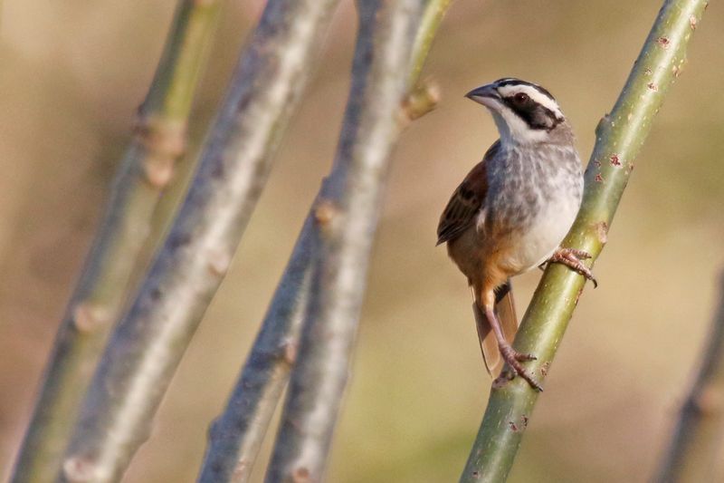 Stripe-headed Sparrow (Peucaea ruficauda ruficauda) La Ceiba de Orotina, Alajuela, Costa Rica