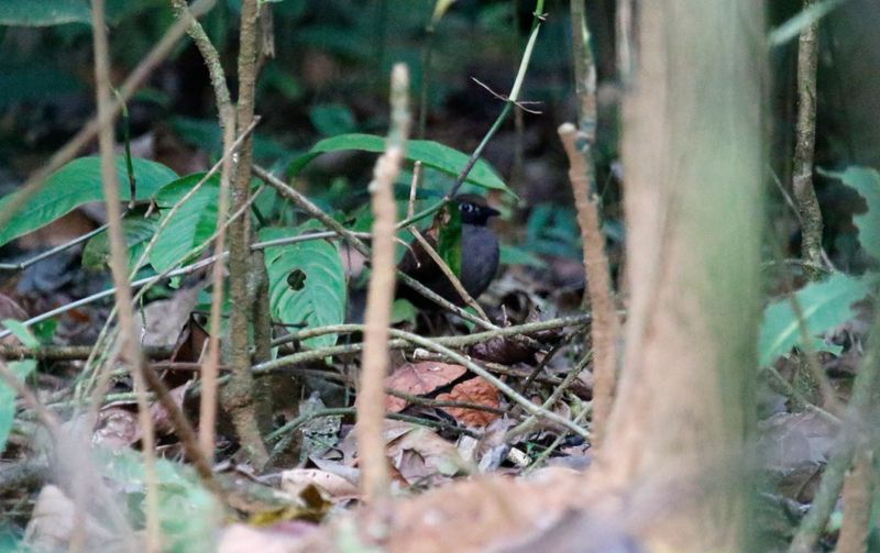 Black-faced Antthrush (Formicarius analis) Danta Corcovado Lodge, Osa Peninsula, Costa Rica