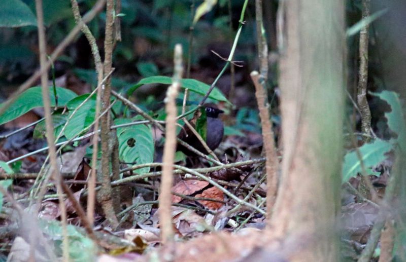 Black-faced Antthrush (Formicarius analis)