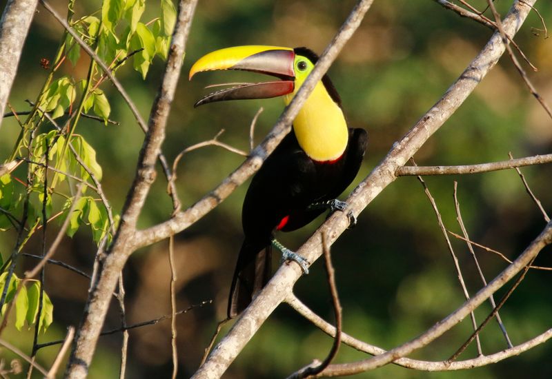 Yellow-throated Toucan (Ramphastos ambiguus swainsonii) Danta Corcovado Lodge, Osa Peninsula, Costa Rica