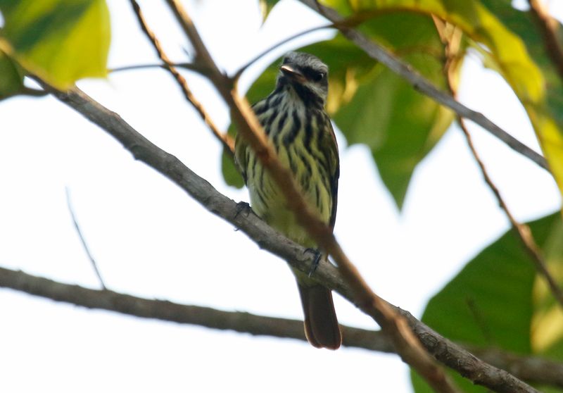 Sulphur-bellied Flycatcher (Myiodynastes luteiventris) Danta Corcovado Lodge, Osa Peninsula, Costa Rica