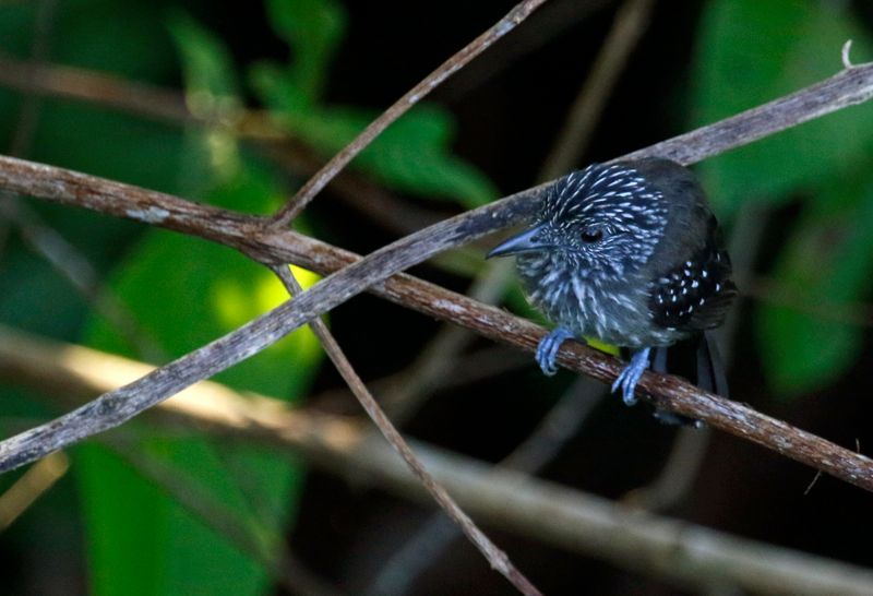 Black-hooded Antshrike (Thamnophilus bridgesi) Female - Danta Corcovado Lodge, Osa Peninsula, Costa Rica