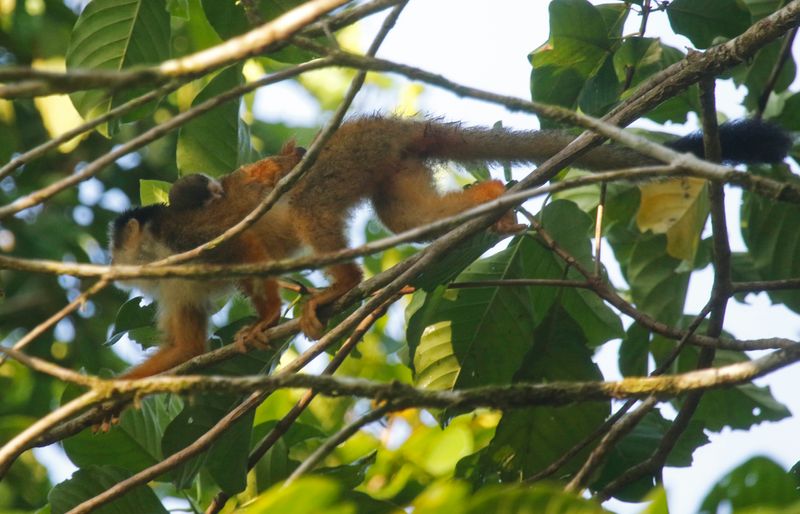 Black-crowned Central American Squirrel Monkey (Saimiri oerstedii oerstedii) Danta Corcovado Lodge, Osa Peninsula, Costa Rica