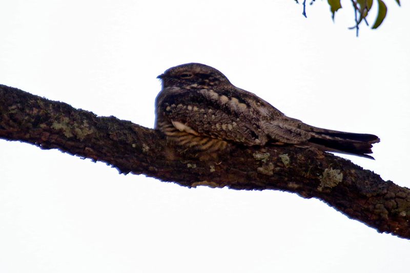 Lesser Nighthawk (Chordeiles acutipennis) La Ceiba de Orotina, Alajuela, Costa Rica
