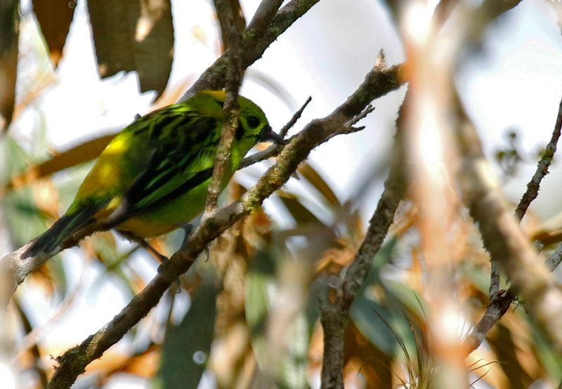 Emerald Tanager (Tangara florida)