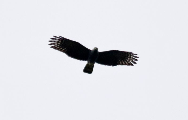 Black Hawk-Eagle (Spizaetus tyrannus serus) Coffee Carmen, Paraíso, Costa Rica