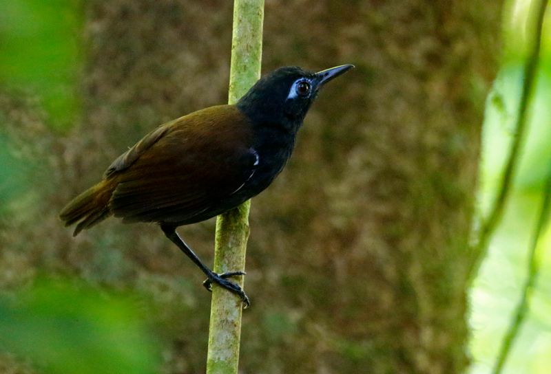 Chestnut-backed Antbird (Poliocrania exsul) Danta Corcovado Lodge, Osa Peninsula, Costa Rica
