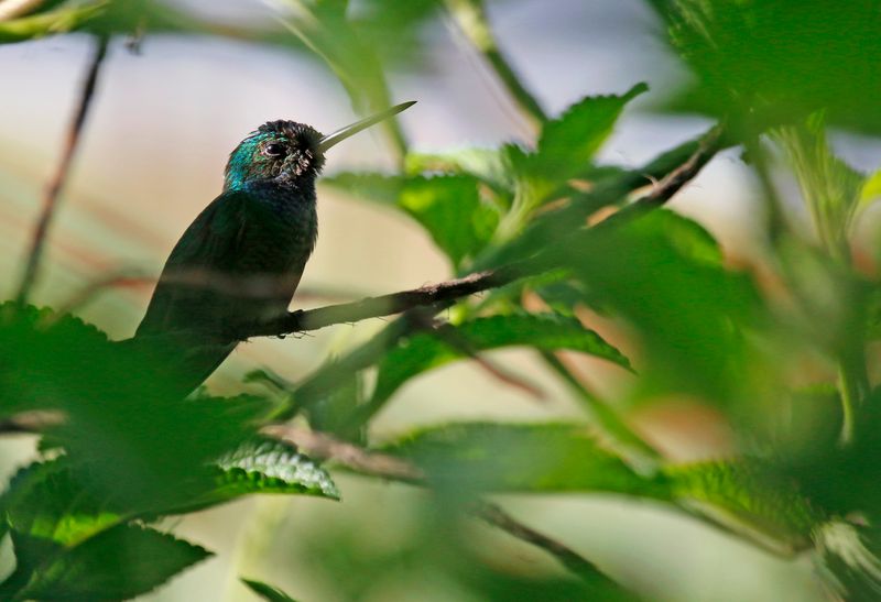 Charming Hummingbird (Polyerata decora) Danta Corcovado Lodge, Osa Peninsula, Costa Rica