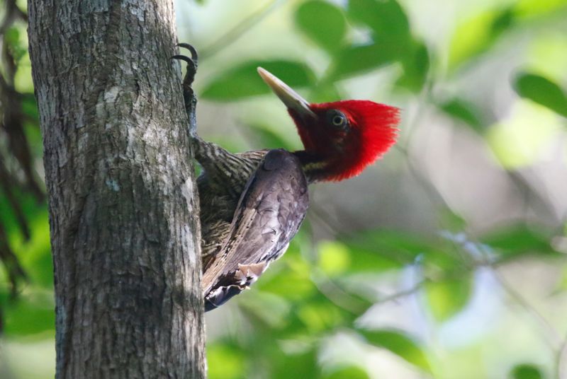 Pale-billed Woodpecker (Campephilus guatemalensis) Villa Lapas, Punta Arenas, Costa Rica