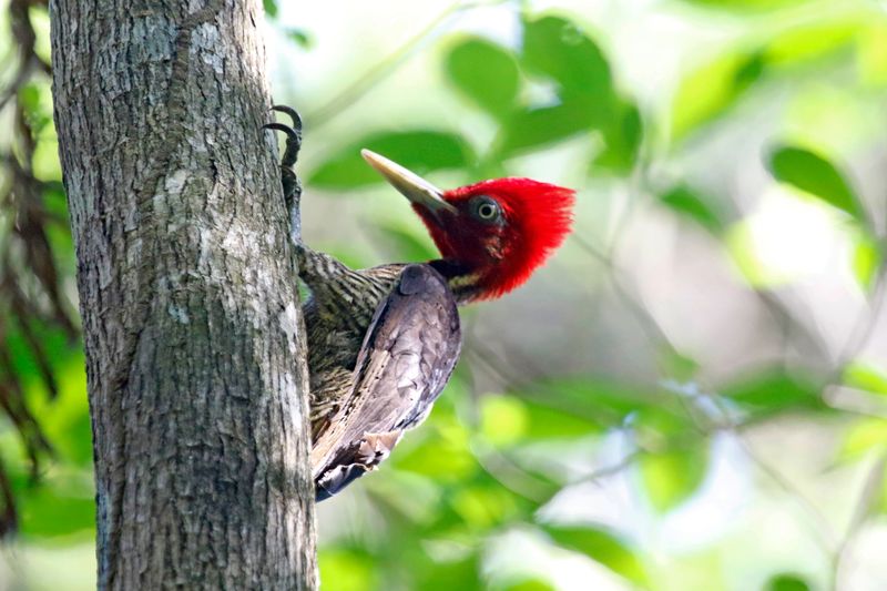 Pale-billed Woodpecker (Campephilus guatemalensis) Villa Lapas, Punta Arenas, Costa Rica