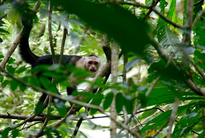 Panamanian White-faced Capuchin (Cebus imitator) Plantation Road, Parque Nacional Soberanía, Panama