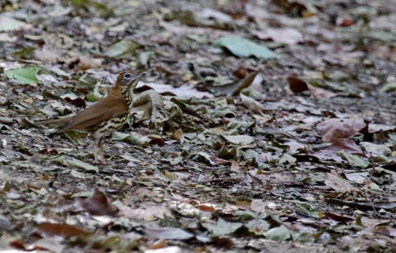 Wood Thrush (Hylocichla mustelina)