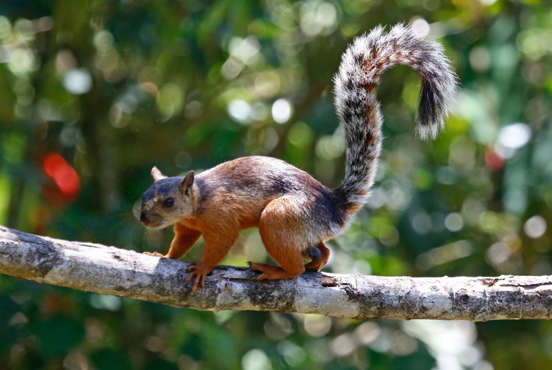 Variegated Squirrel (Sciurus variegatoides) The Aracari Birding Deck, Pérez Zeledón, Costa Rica