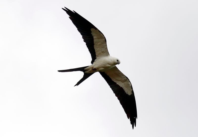 Swallow-tailed Kite (Elanoides forficatus) Villa Tica, Las Nubes Cloud forest, Costa Rica